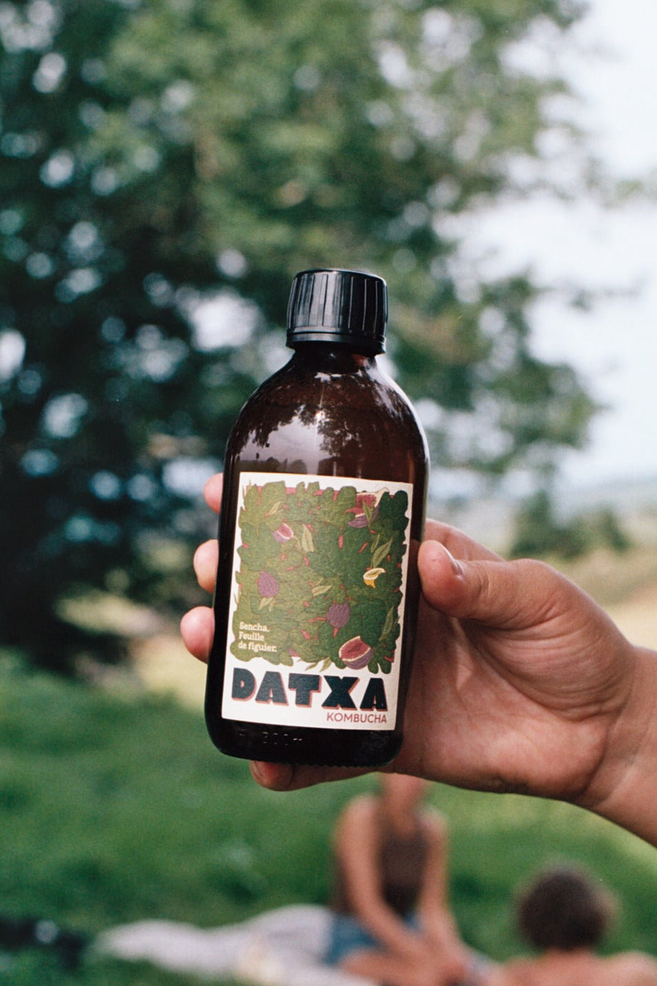 Kombucha Sencha - Feuilles de figuier - 30 cl - Lot de 12 bouteilles